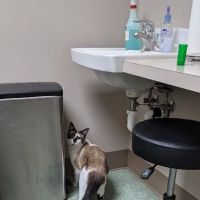 North Bend Animal Clinic ico