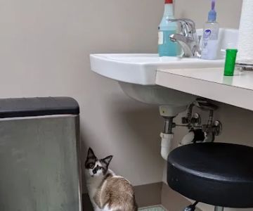 North Bend Animal Clinic