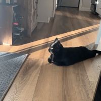 Auburn Valley Animal Clinic ico
