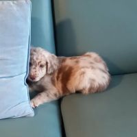 Auburn Veterinary Hospital Inc ico