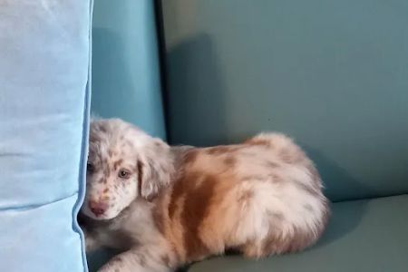 Auburn Veterinary Hospital Inc