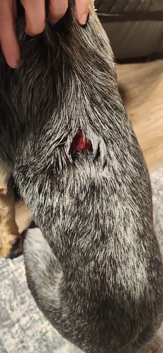 Affordable Animal Emergency Clinic 12
