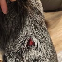 Affordable Animal Emergency Clinic ico
