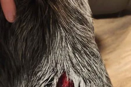 Affordable Animal Emergency Clinic