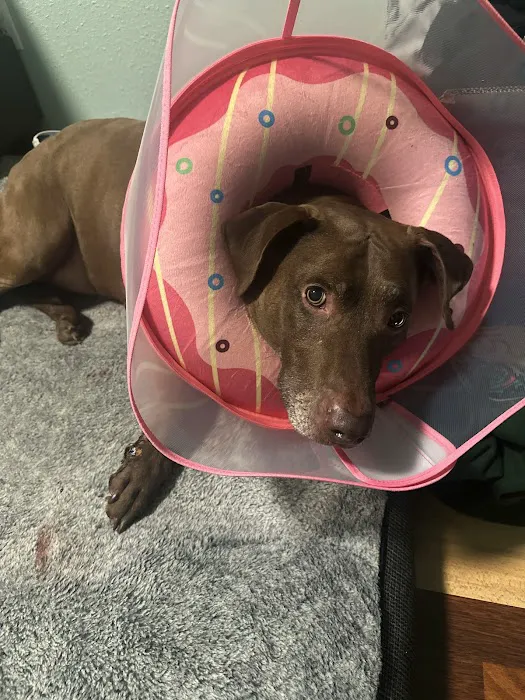 Affordable Animal Emergency Clinic 12