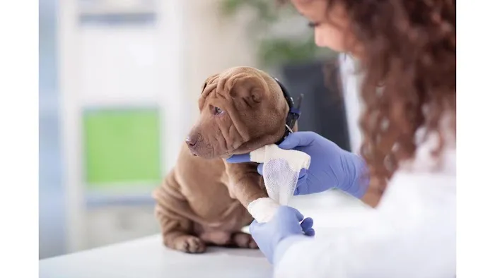 Affordable Animal Emergency Clinic 12