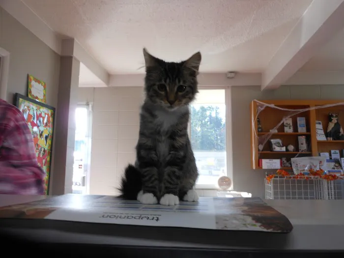 Forest Hill Veterinary Hospital 12