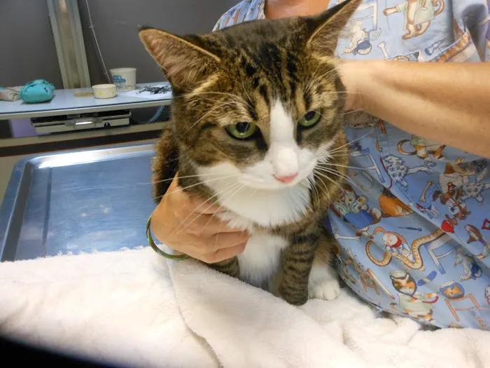 Forest Hill Veterinary Hospital 12