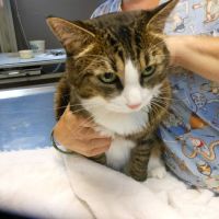 Forest Hill Veterinary Hospital ico