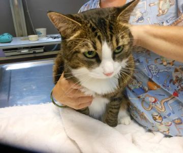 Forest Hill Veterinary Hospital