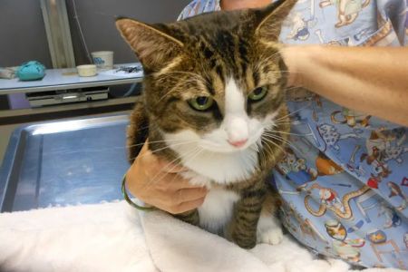 Forest Hill Veterinary Hospital