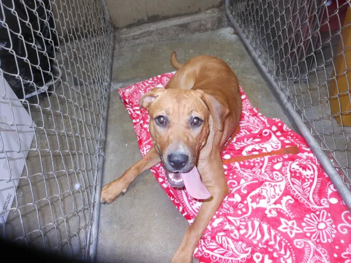 Forest Hill Veterinary Hospital 12