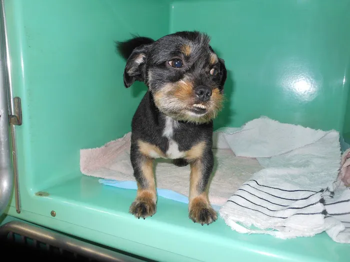 Forest Hill Veterinary Hospital 12