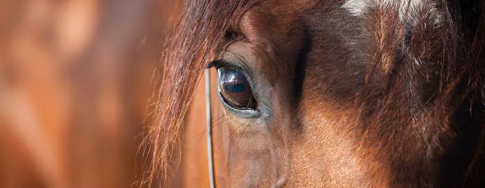 Northwest Equine Veterinary Associates 12