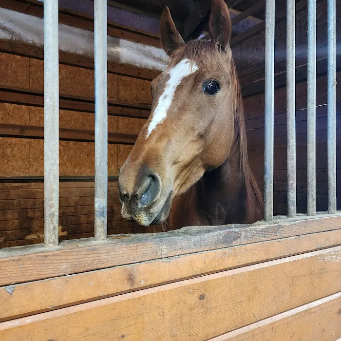 Northwest Equine Veterinary Associates 12
