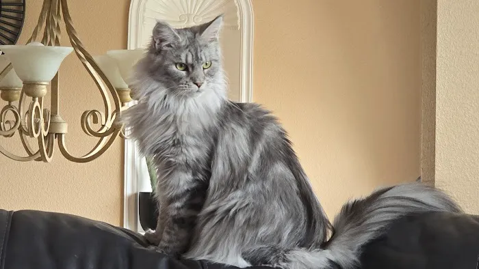 Coon-Kingdom Maine Coons LLC 4