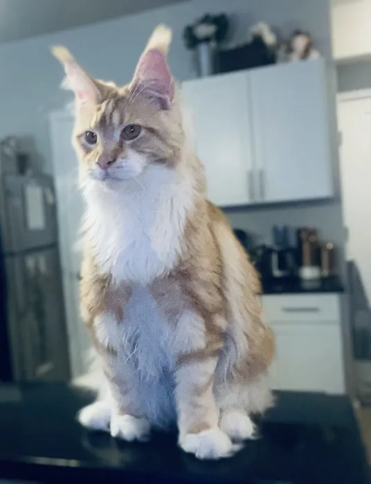 Coon-Kingdom Maine Coons LLC 1