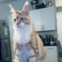 Coon-Kingdom Maine Coons LLC ico