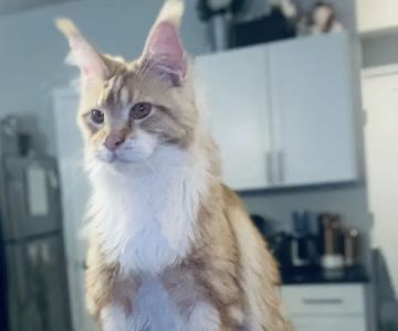 Coon-Kingdom Maine Coons LLC