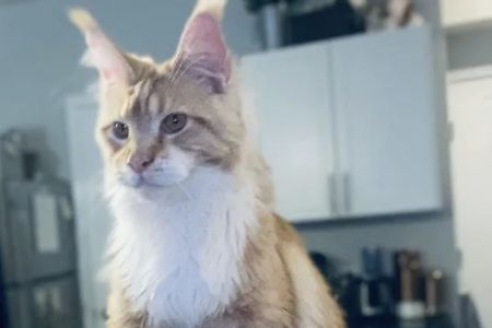 Coon-Kingdom Maine Coons LLC