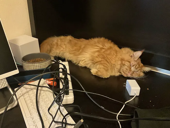 Coon-Kingdom Maine Coons LLC 2