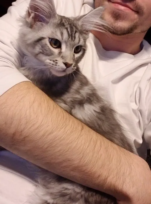 Coon-Kingdom Maine Coons LLC 3