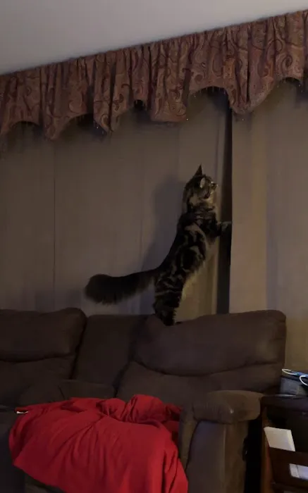 Coon-Kingdom Maine Coons LLC 5