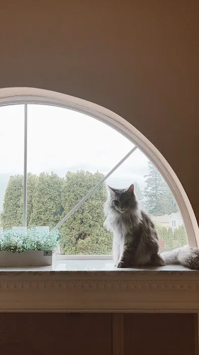 Coon-Kingdom Maine Coons LLC 8