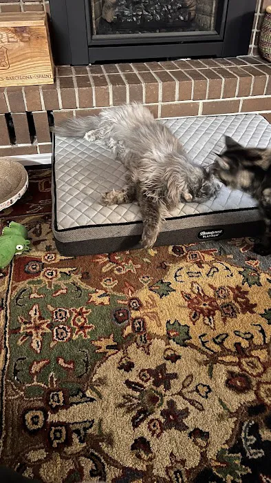Coon-Kingdom Maine Coons LLC 7