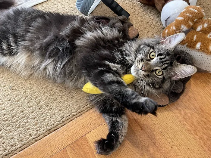 Coon-Kingdom Maine Coons LLC 6