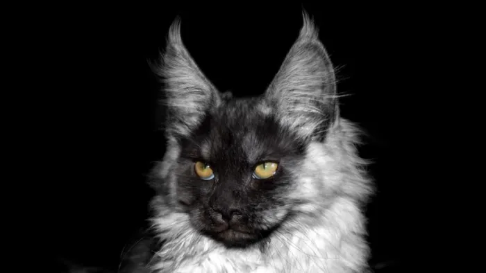 Coon-Kingdom Maine Coons LLC 10