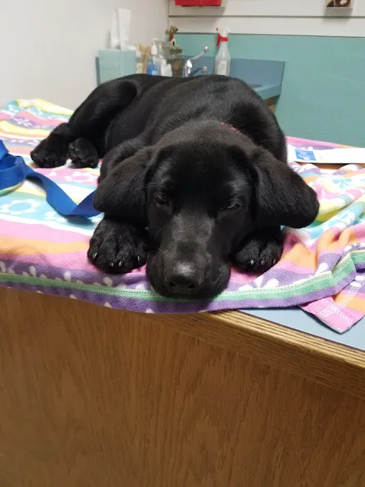 Browns Point Veterinary Clinic 7