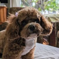 Browns Point Veterinary Clinic ico