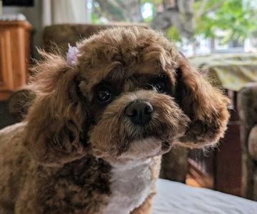 Browns Point Veterinary Clinic
