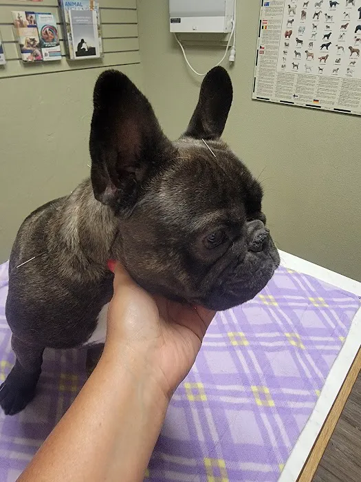 Browns Point Veterinary Clinic 8