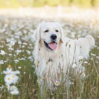 Metropolitan Veterinary Hospital ico