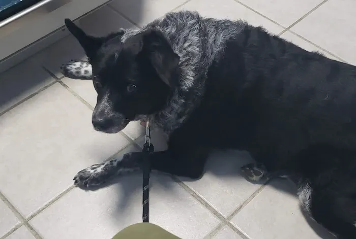 Algona Animal Hospital 12