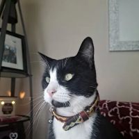 Auburn South Veterinary Hospital ico
