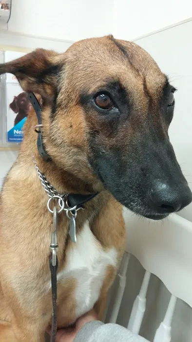 Auburn South Veterinary Hospital 12