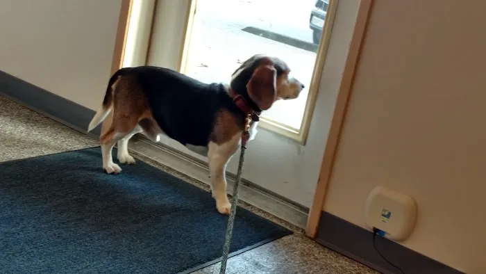 Auburn South Veterinary Hospital 12
