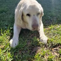 Fort Bend Animal Hospital ico