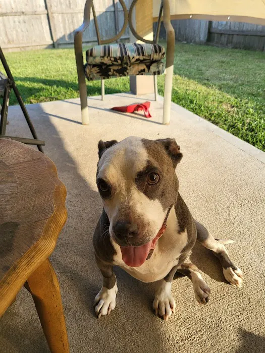 Fort Bend Animal Hospital 12