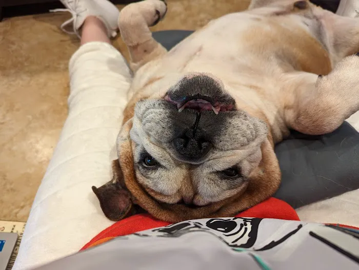 Southwest Veterinary Center 3