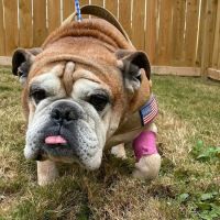 Southwest Veterinary Center ico