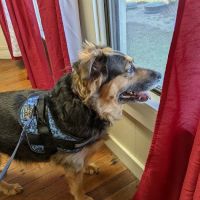 Dietz Family Pet Hospital ico