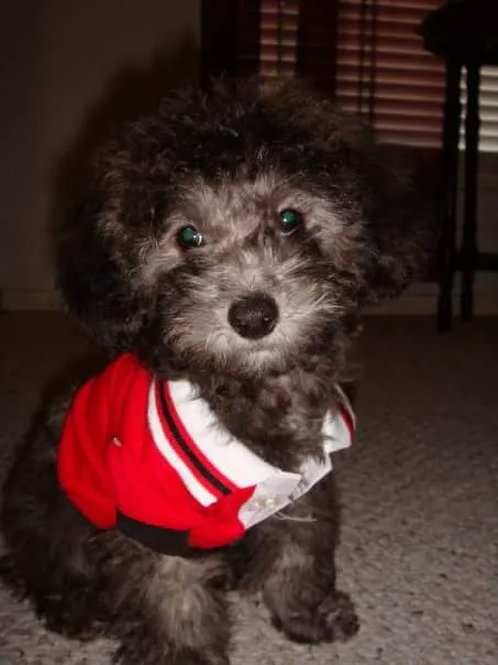 Dietz Family Pet Hospital 12