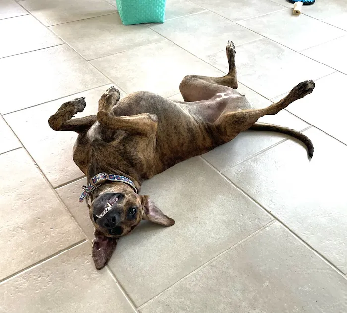 Fulshear Animal Hospital 7