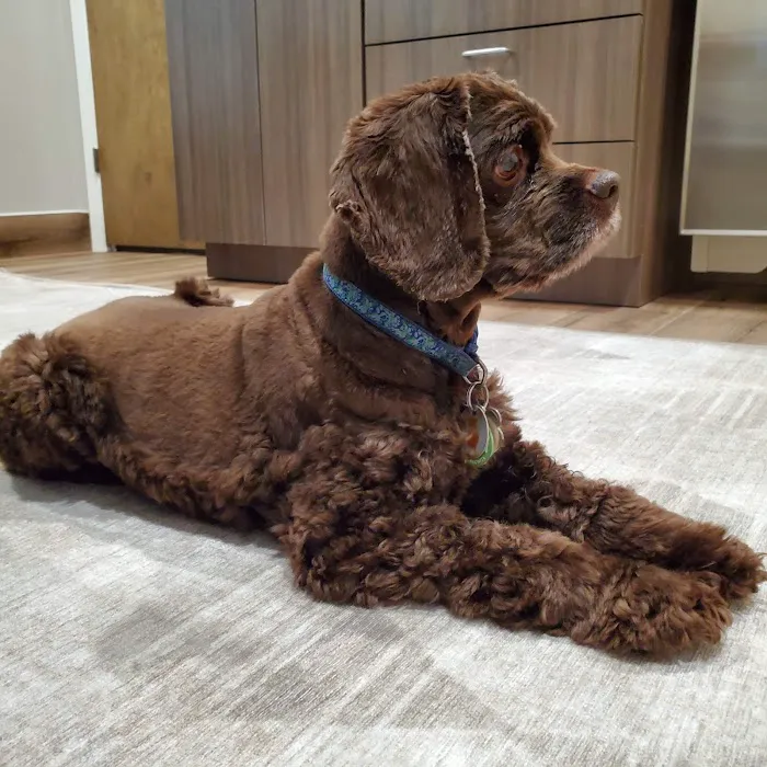 Four Paws at Fulshear Veterinary Clinic 3
