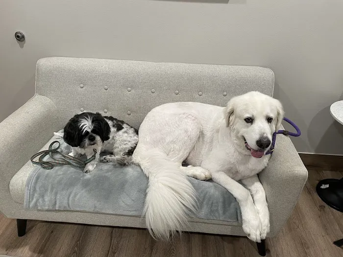 Four Paws at Fulshear Veterinary Clinic 4