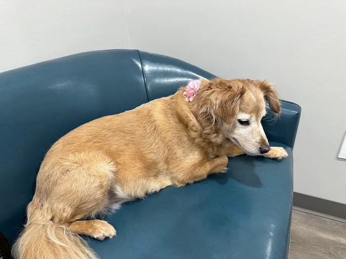 Four Paws at Fulshear Veterinary Clinic 2